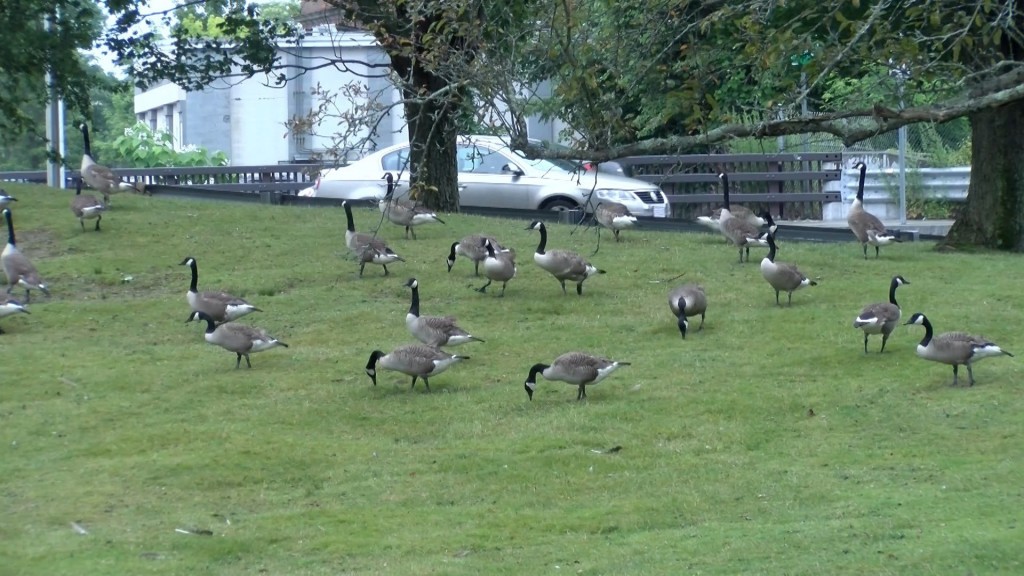 Geese