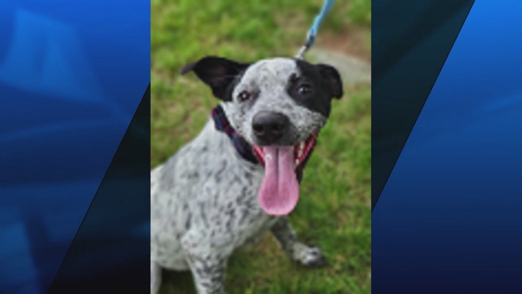 Pick Of The Litter: Meet Specks!