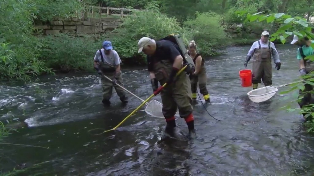 Local Environmental Group To Conduct Yearly Fish Audit In Providence & Smithfield