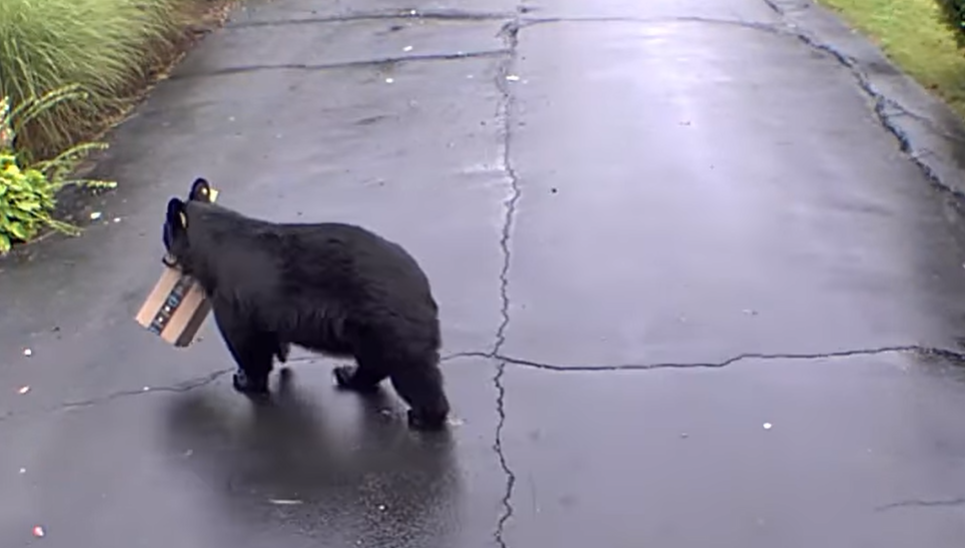 Bear Steals Package