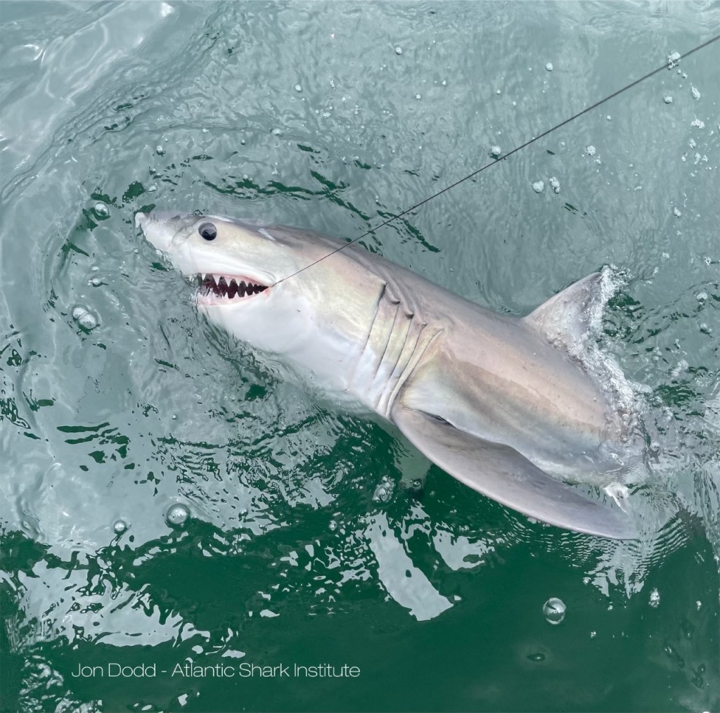 Great White