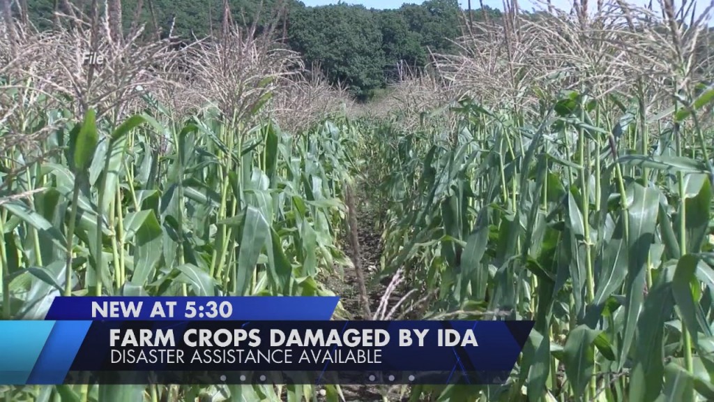 Federal Disaster Assistance Available To Some Farmers After Remnants Of Ida