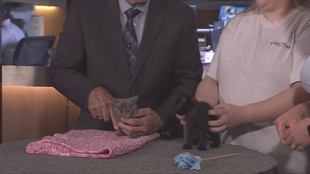 Pick Of The Litter: Kittens!