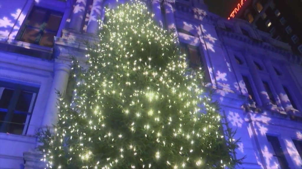 City Of Providence Searching For Three Perfect Trees For The Holiday Season