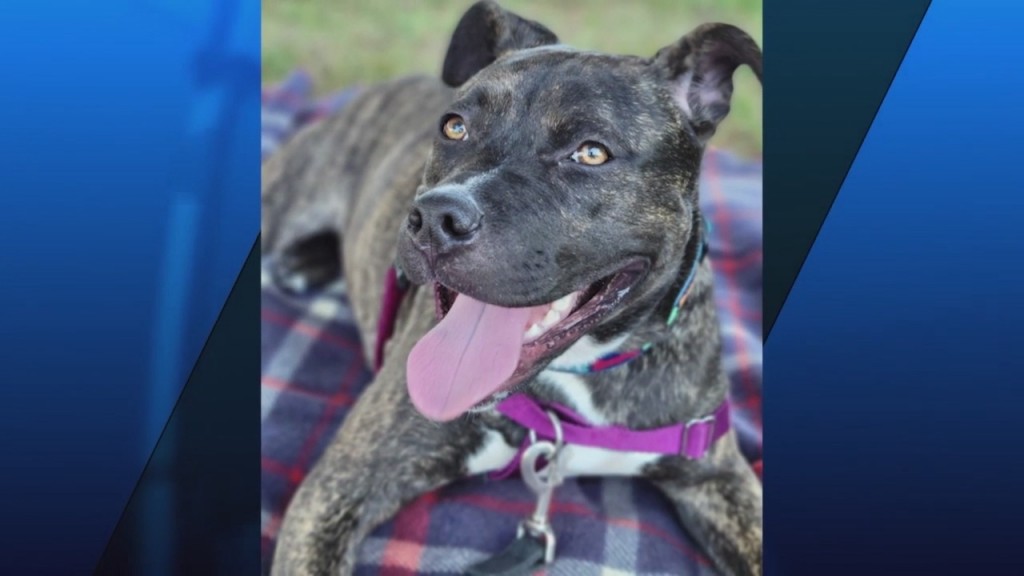 Pick Of The Litter: Meet Vanity!