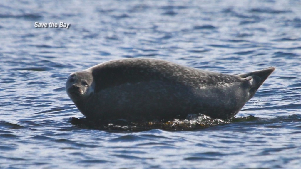 Save The Bay Kicking Off Fall & Winter Nature Cruises, Seal Tours Saturday