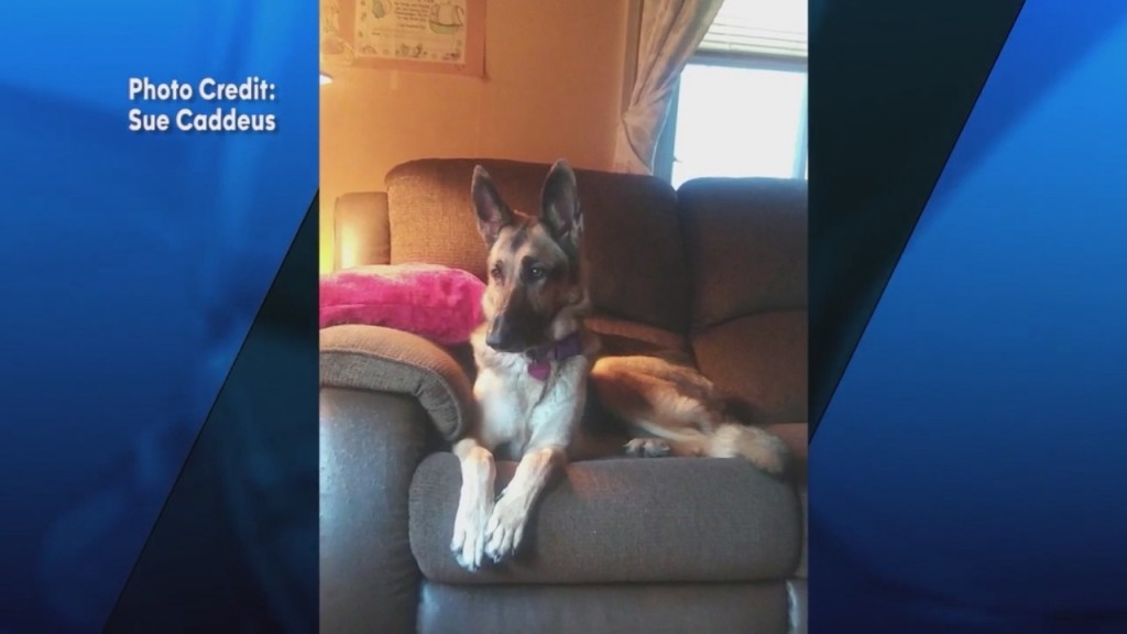 Warwick Woman Pleads For Help In Finding Stolen Rescue Dog