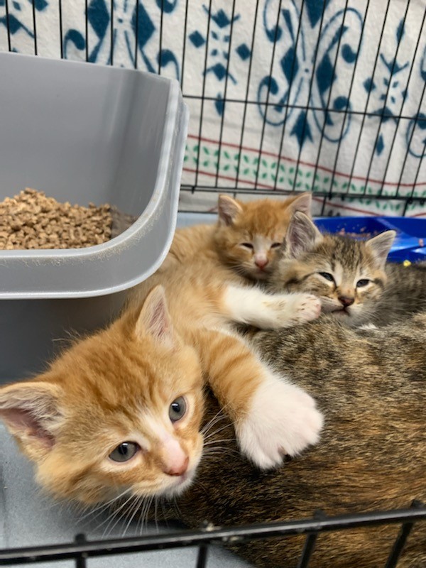 Kittens