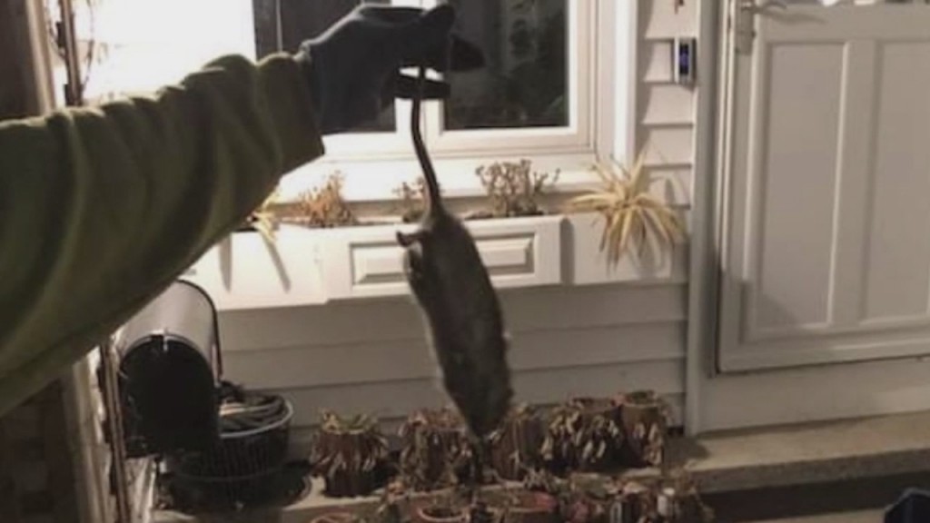North Providence Town Council Taking Action On Rat Problem