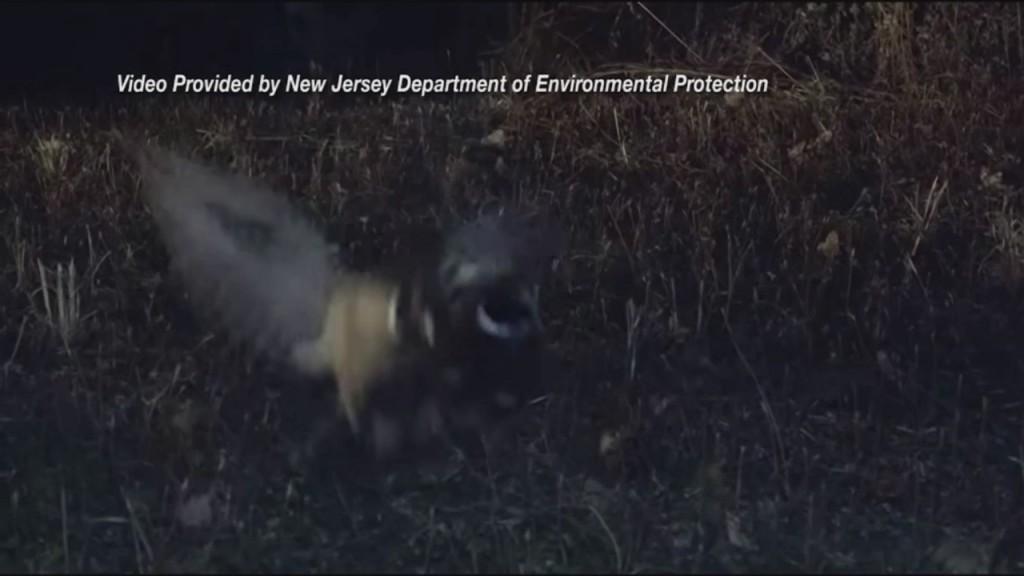 Dem Stocking Pheasants For Hunting Season