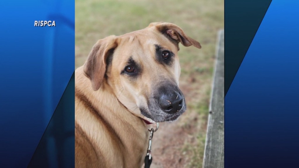 Pick Of The Litter: Meet Lady