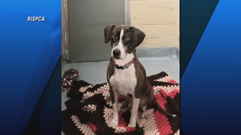 Pick Of The Litter: Meet Bowser!