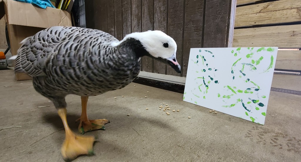 Pickle An Emporer Goose Who Calls Bpzoo Home In Front Of Her Art Gone Wild Creation Which Is Currently Available For Bidding During Bpzoos Art Gone Wild Auction