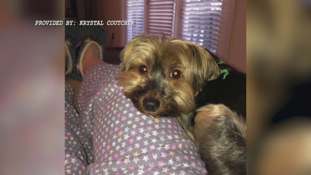 Cranston First Responder Pleads For Help Finding Dog