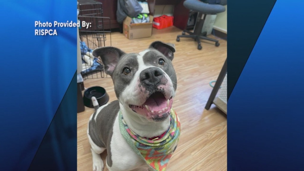 Pick Of The Litter: Meet Ivy!