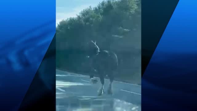 Horse On Highway Vo