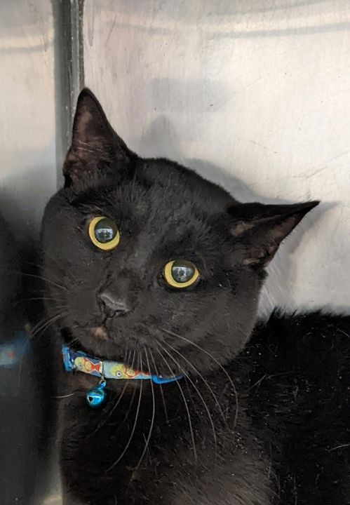 Dartmouth Animal Control