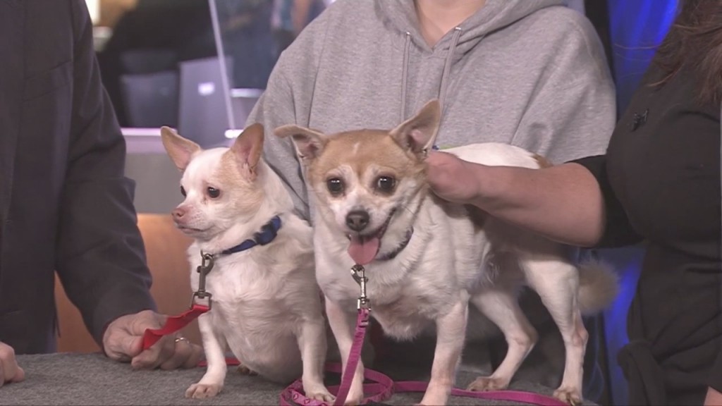 Pick Of The Litter: Meet Bronco & Mia, A Bonded Pair!