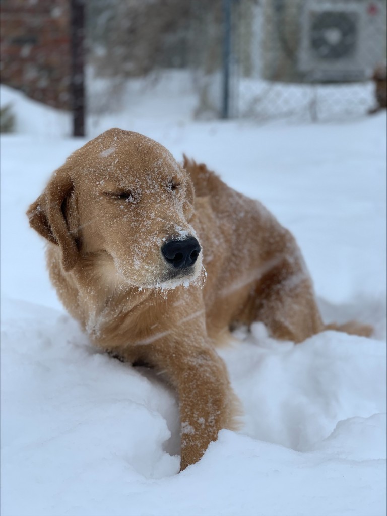 Hamilton's First Snow - Bristol, RI - Credit: Dante DeCristofaro - January 29, 2022
