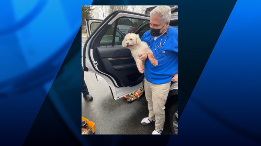 Fairhaven Dog Rescue