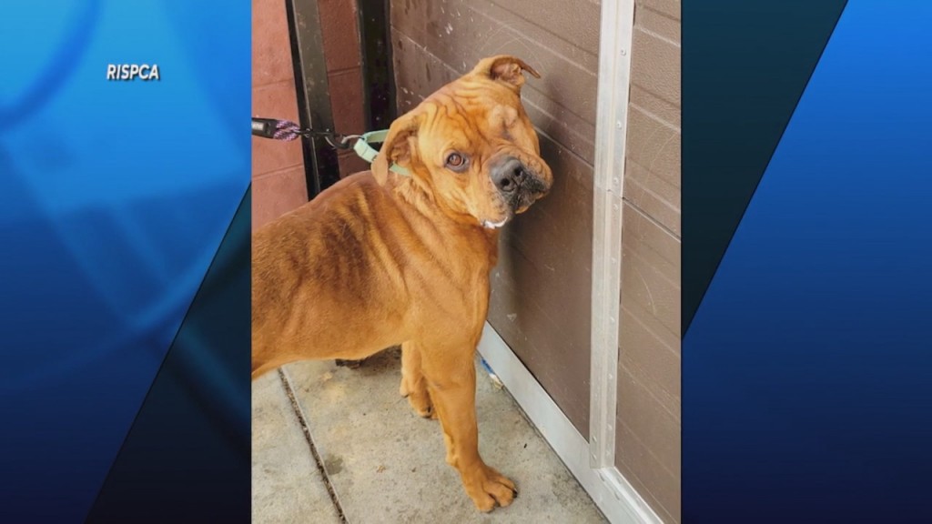 Pick Of The Litter: Meet Freddi!