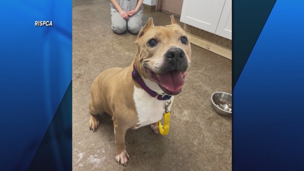 Pick Of The Litter: Meet Nana!