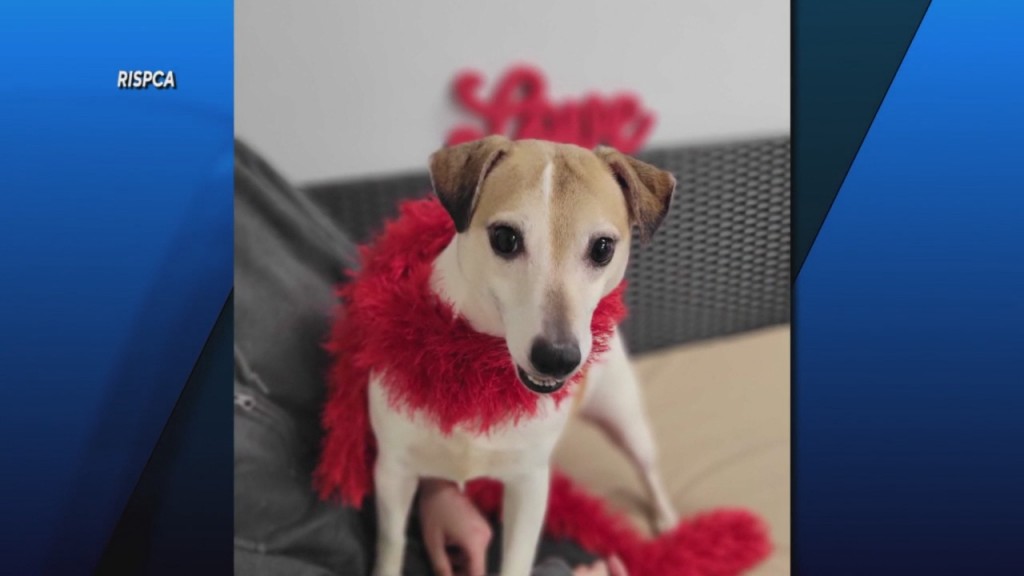 Pick Of The Litter: Meet Meatloaf!