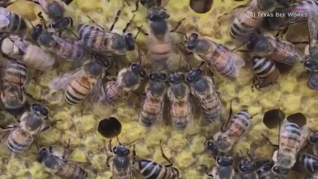 House Bill Would Protect Pollinators, Restrict Use Of Certain Pesticides