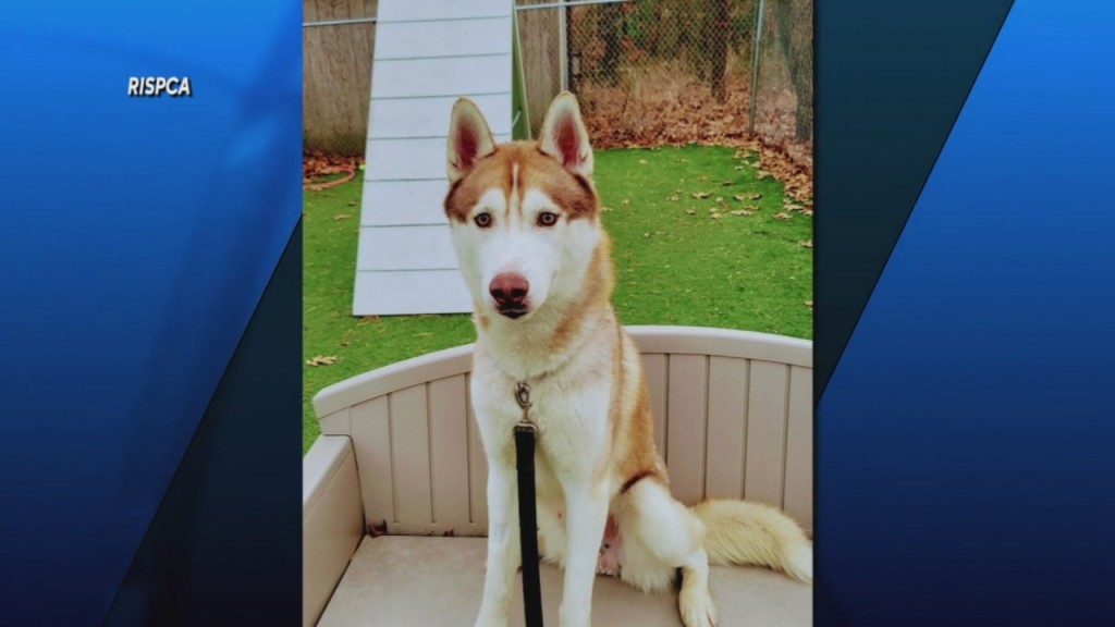 Pick Of The Litter: Meet Pitcho!