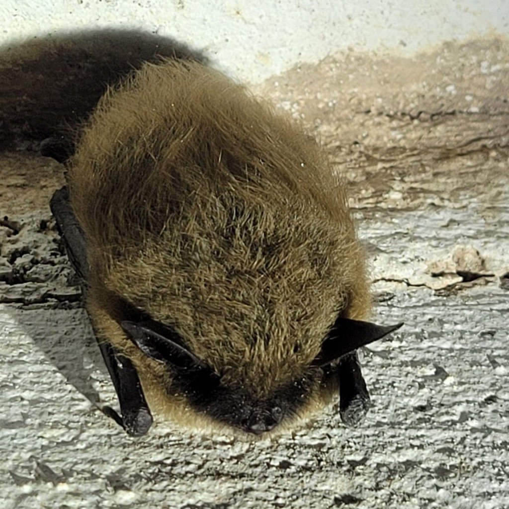 Eastern Small Footed Bat Provided By Rhode Island Division Of Fish And Wildlife Outdoor Education