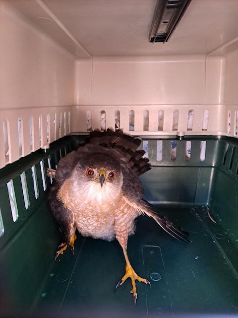 Provided By Coventry Police