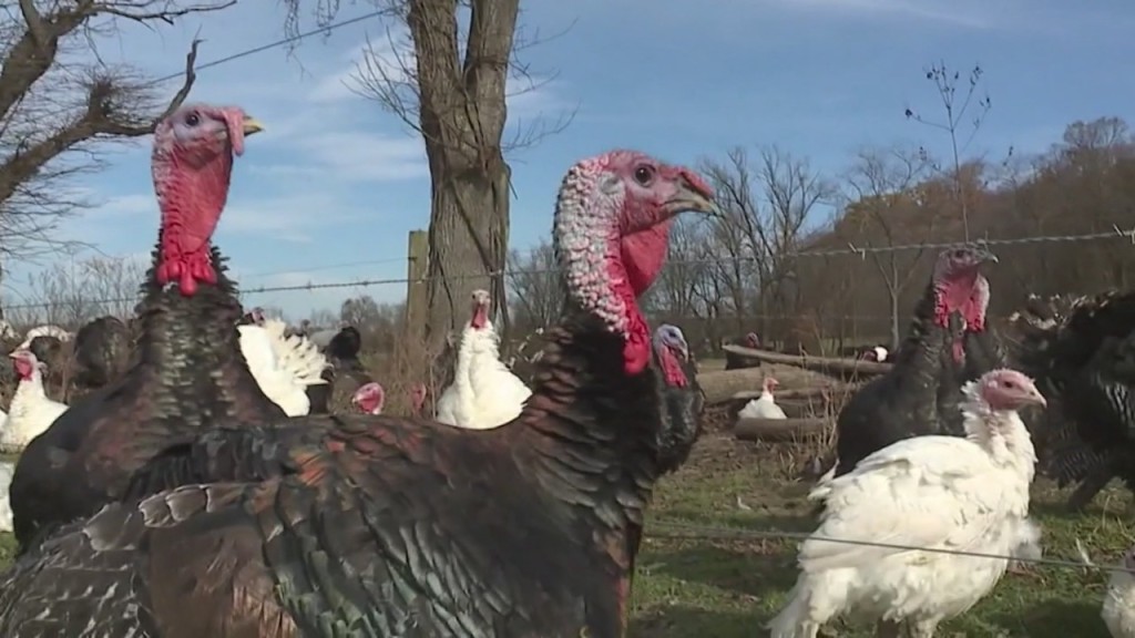 Deadly Strain Of Avian Flu Spreading Among Birds Worldwide