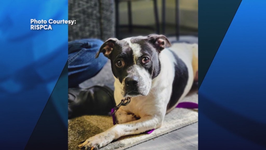 Pick Of The Litter: Meet Otis!