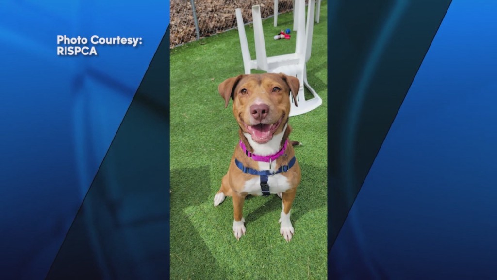 Pick Of The Litter: Meet Callie!