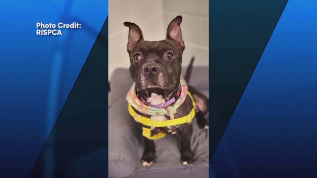 Pick Of The Litter: Meet Anteros!