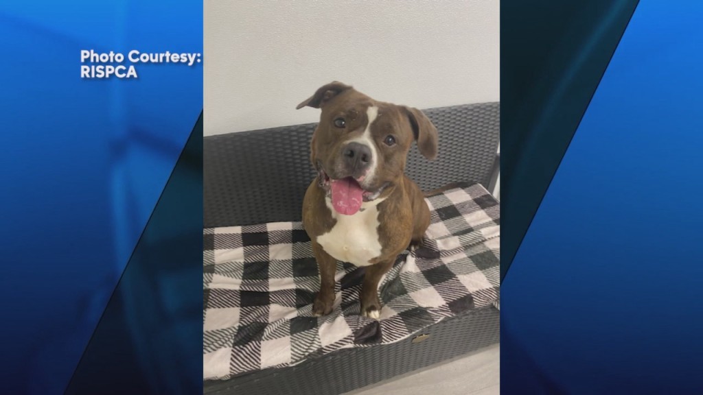 Pick Of The Litter: Meet Baby!