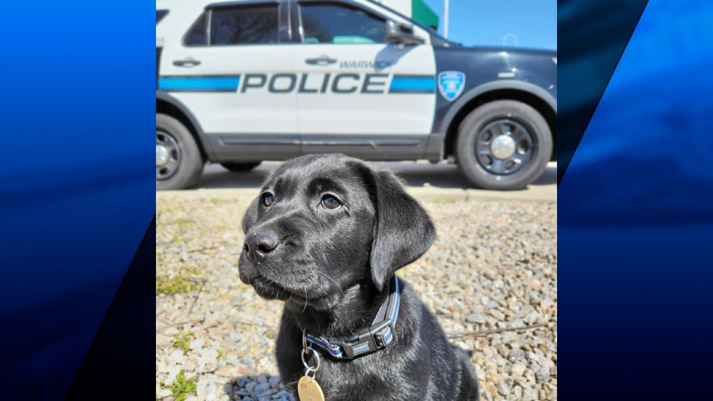 Warwick Compassion Dog