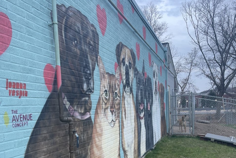 The Hotel for Homeless Dogs