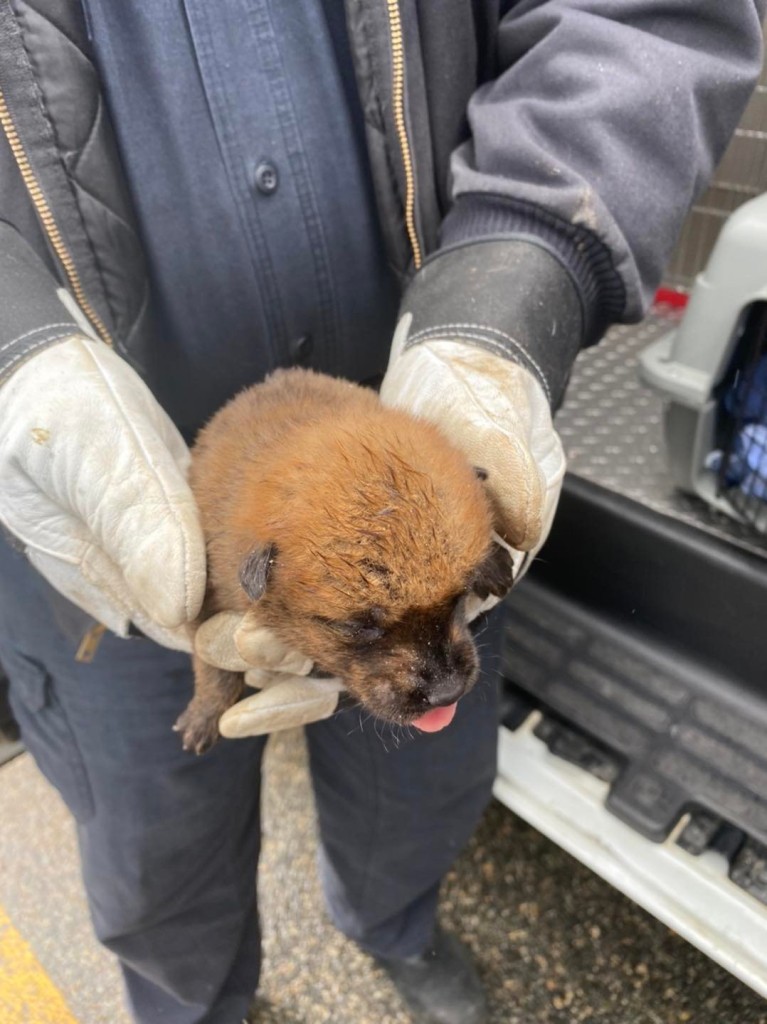 Coyote Pup Found Abandoned