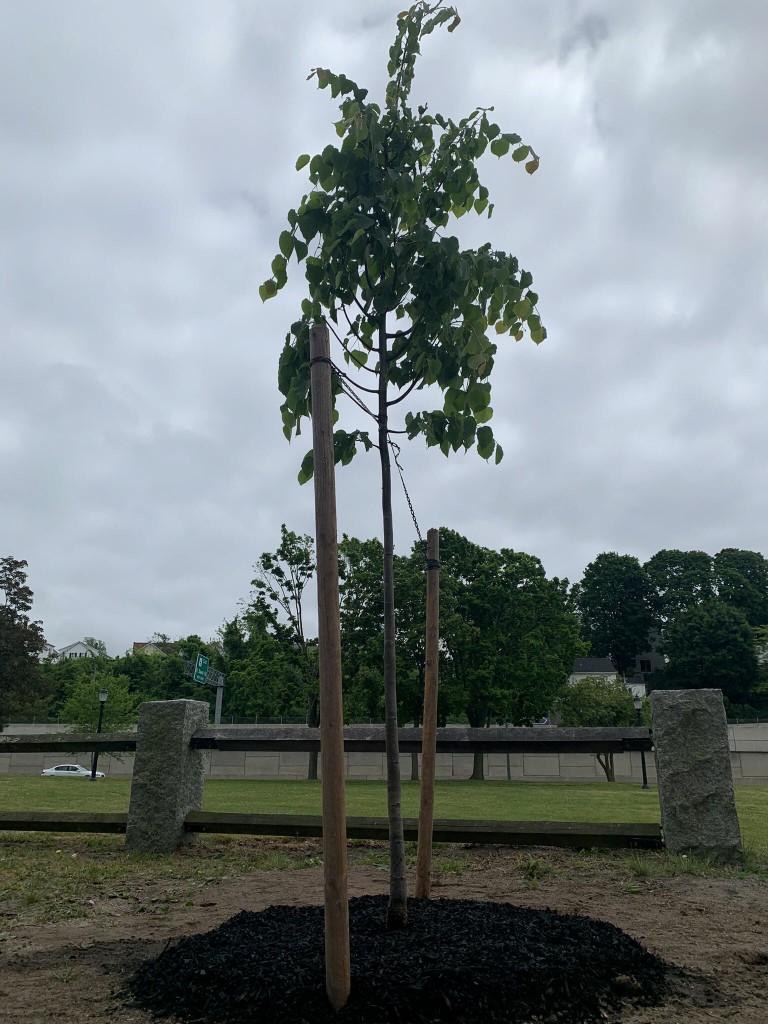 Tree planted in memory of Fall River boy