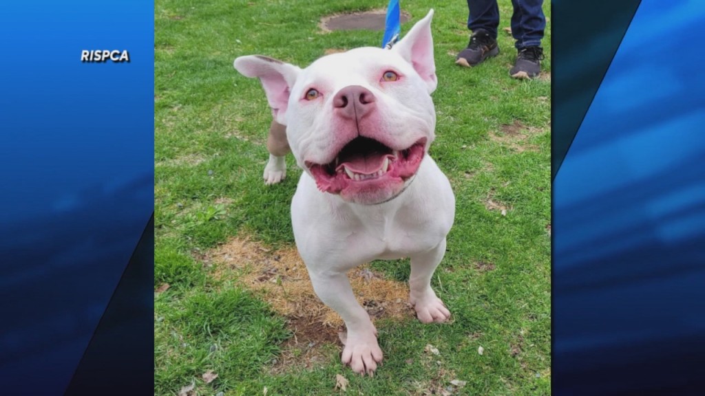 Pick Of The Litter: Meet Nitro!