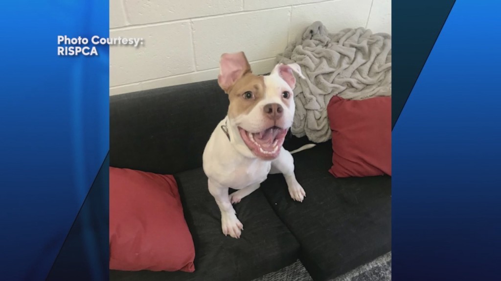 Pick Of The Litter: Meet Stella, The Three Legged Puppy!