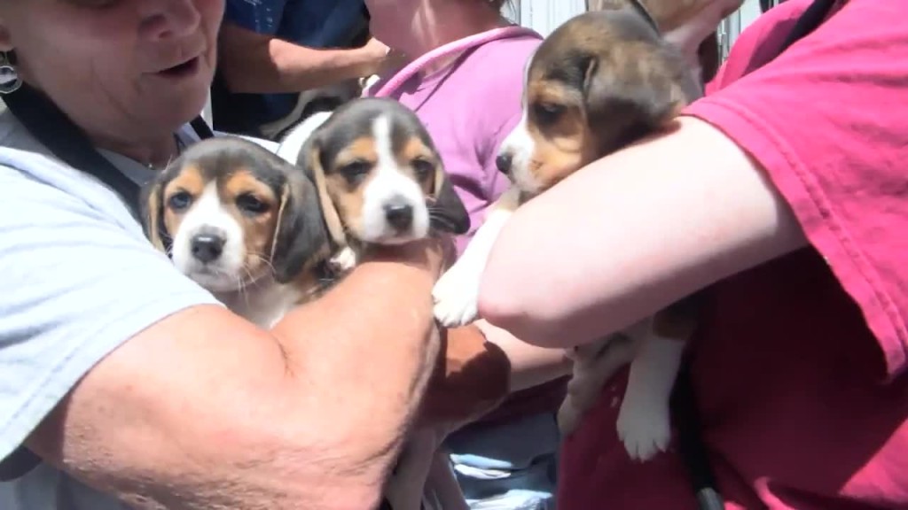Beagles Seized, Rispca