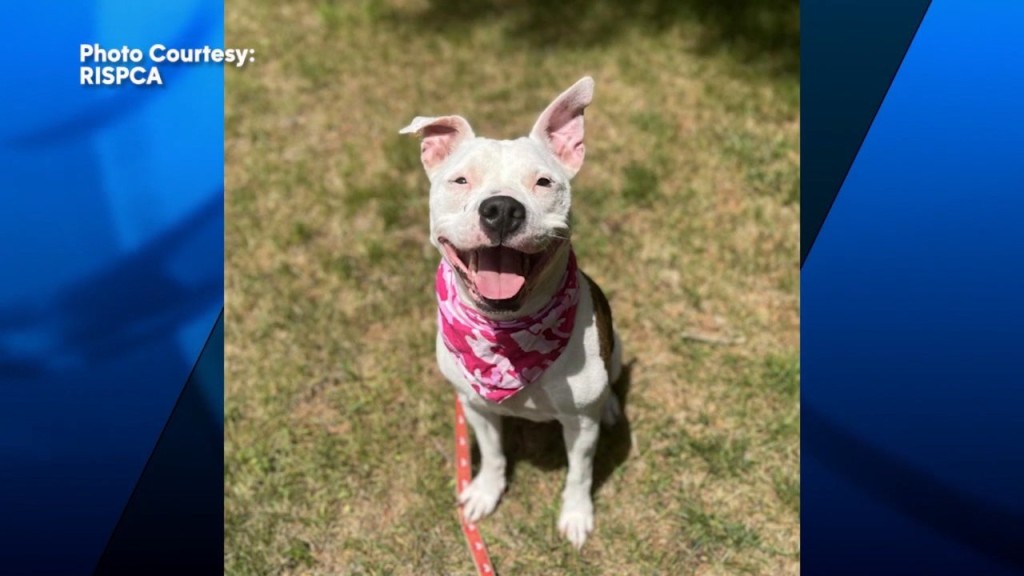 Pick Of The Litter: Meet Alyna!