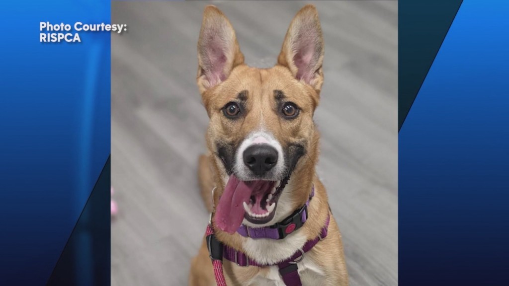 Pick Of The Litter: Meet Buddy!