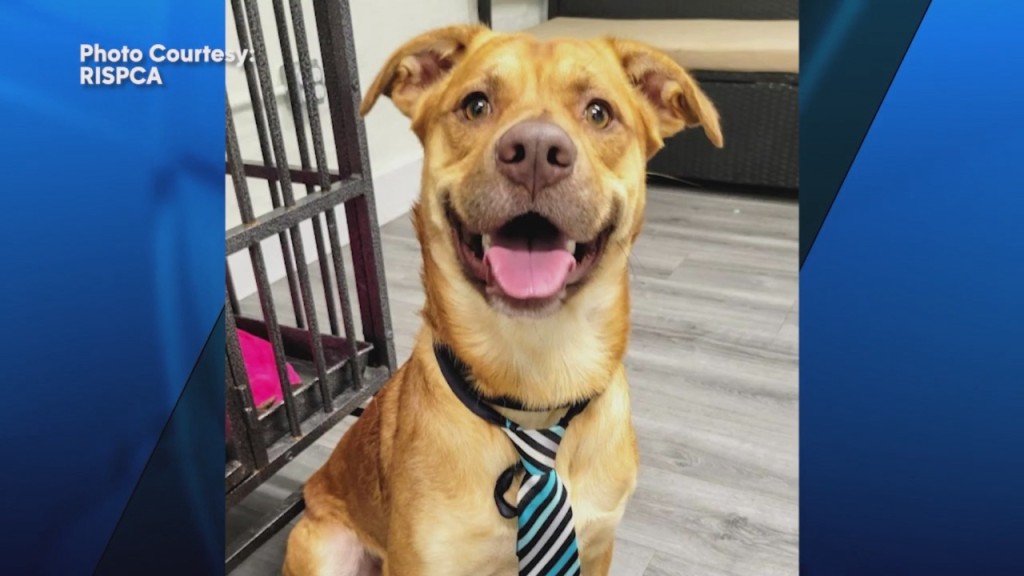 Pick Of The Litter: Meet Red!