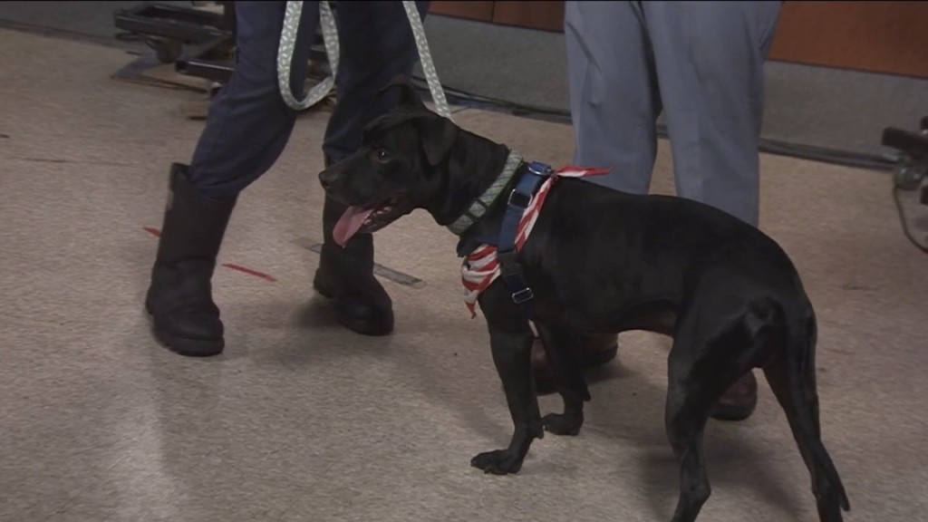 Pick Of The Litter: Meet Washington!