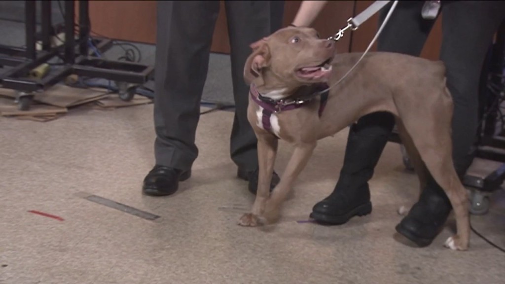 Pick Of The Litter: Meet Choco Taco