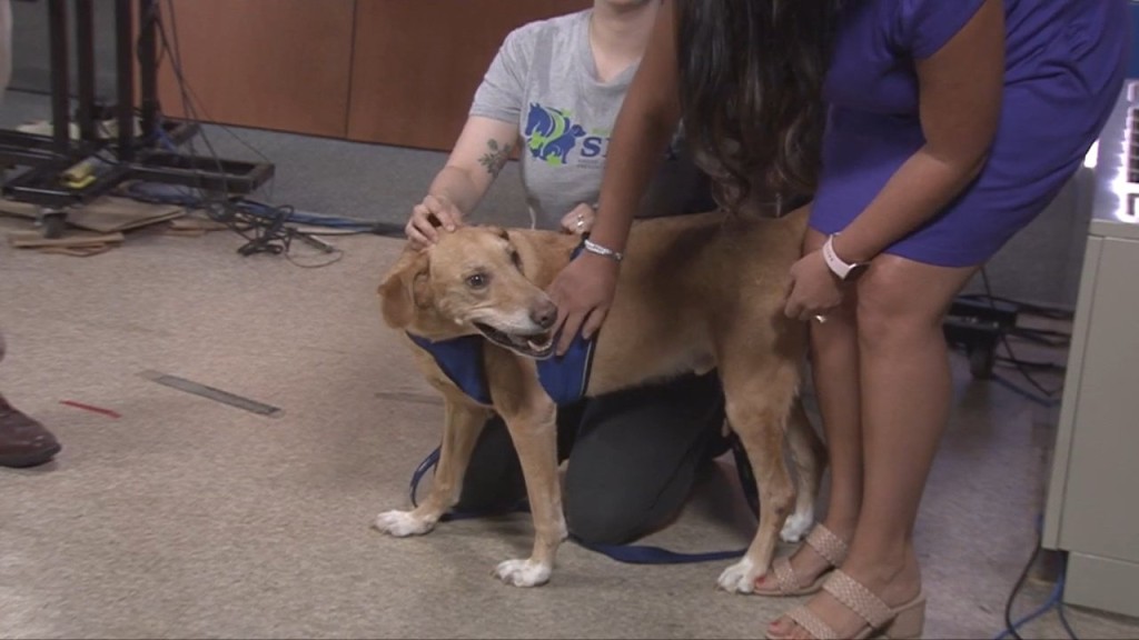 Pick Of The Litter: Meet Windsor