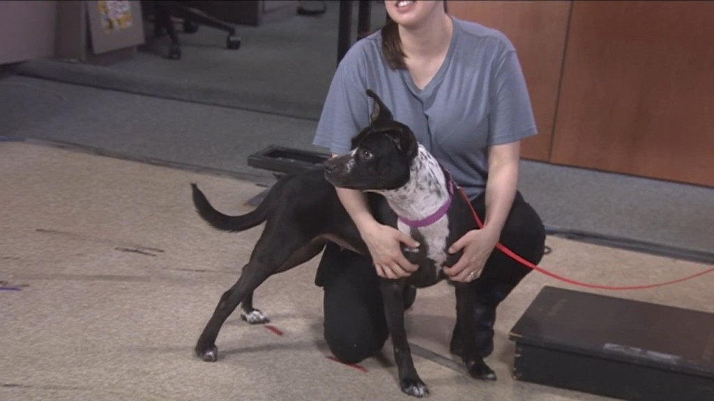 Pick Of The Litter: Meet Jenny!